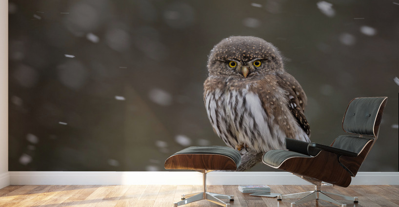 Northern Pygmy Owl Wall Murals