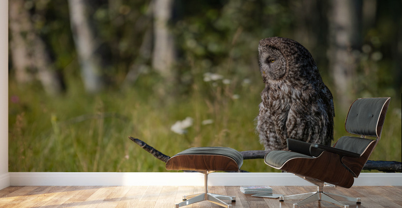 Great Gray Owl Wall Murals