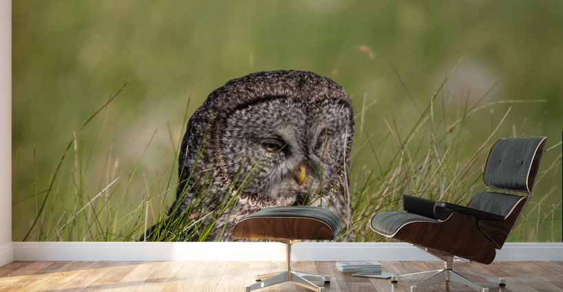 Great Gray Owl Wall Murals