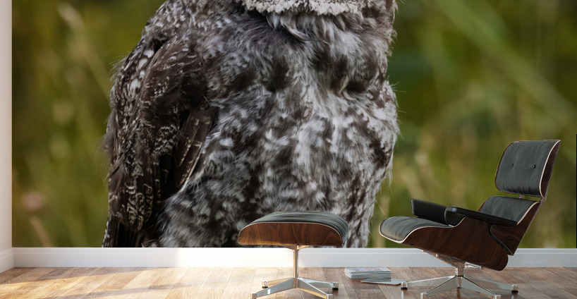 Great Gray Owl Wall Murals