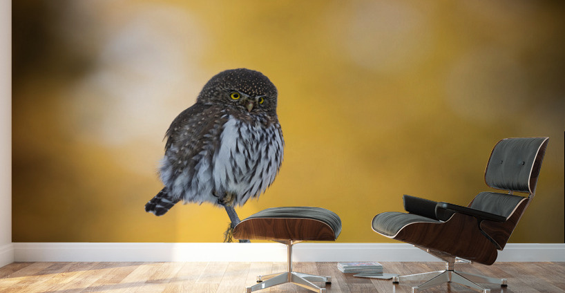 Northern Pygmy Owl Wall Murals