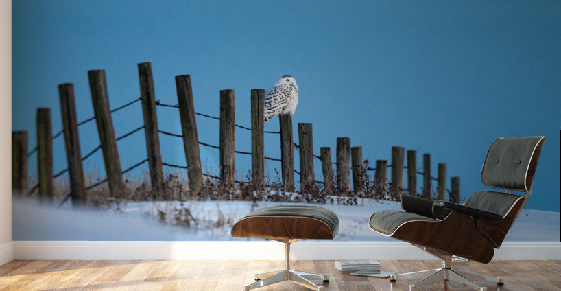 Snowy Owl Wall Murals