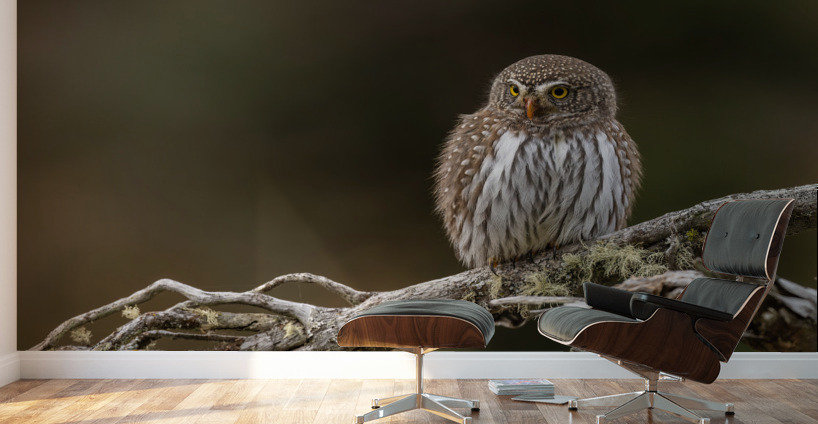 Northern Pygmy Owl Wall Murals