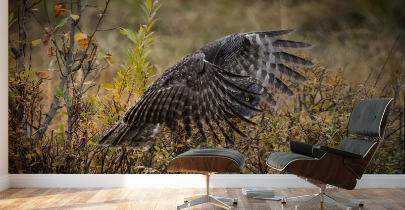Great Gray Owl Wall Murals