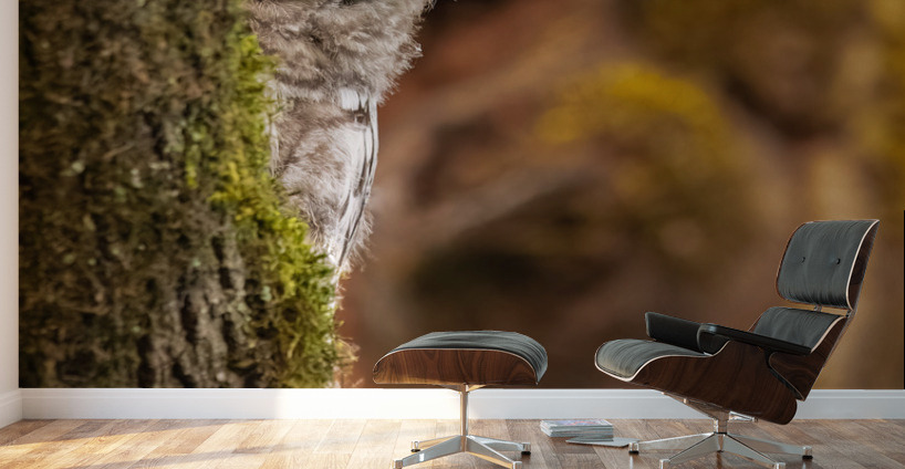 Barred Owlet Wall Murals