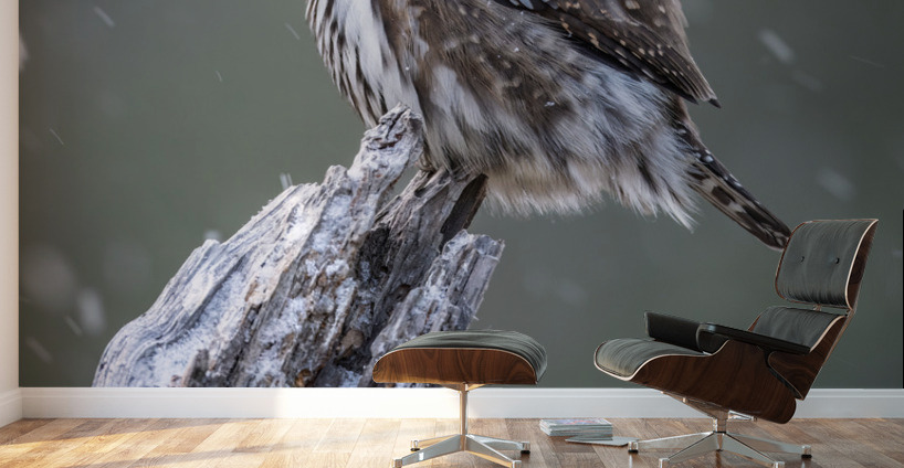 Northern Pygmy Owl Wall Murals