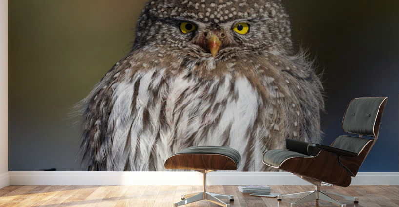 Northern Pygmy Owl Wall Murals