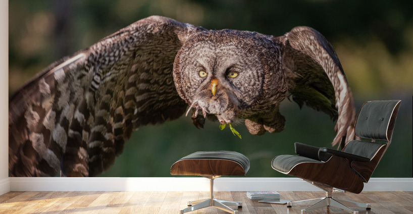 Great Gray Owl Wall Murals