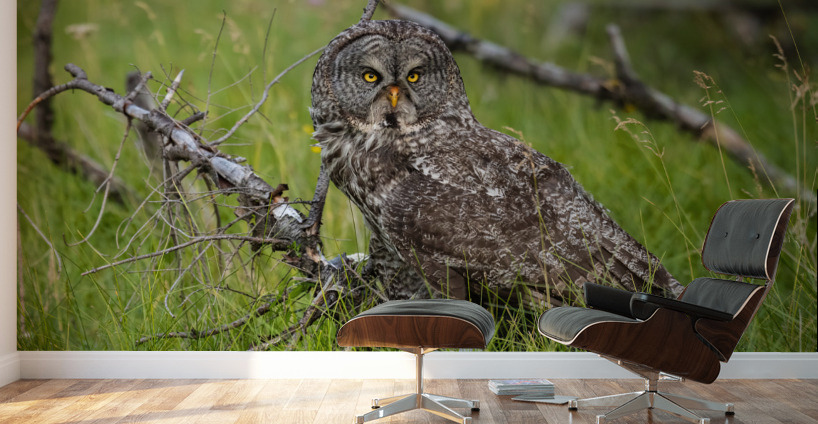 Great Gray Owl Wall Murals