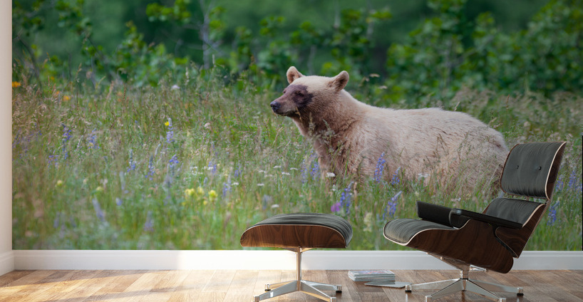 Black Bear Wall Murals