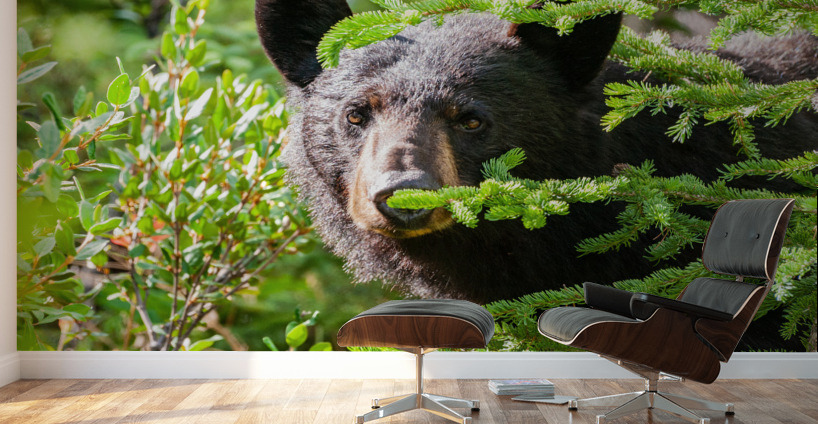 Black Bear Wall Murals