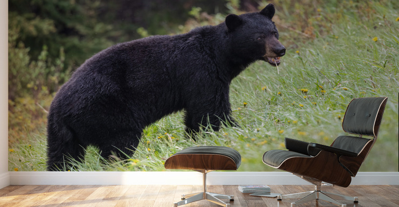 Black Bear Wall Murals