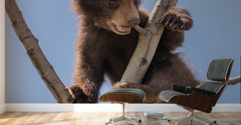 Black Bear Cub Wall Murals