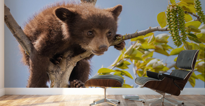 Black Bear Cub Wall Murals