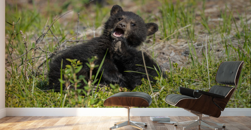 Black Bear Cubs Wall Murals