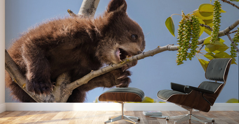 Black Bear Cub Wall Murals
