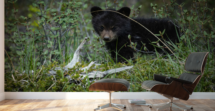 Black Bear Cub Wall Murals
