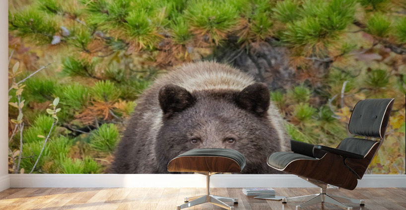 Black Bear Wall Murals