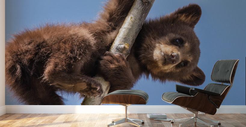 Black Bear Cub Wall Murals