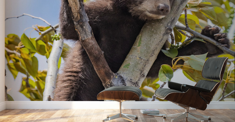 Black Bear Cub Wall Murals
