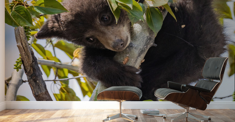 Black Bear Cub Wall Murals