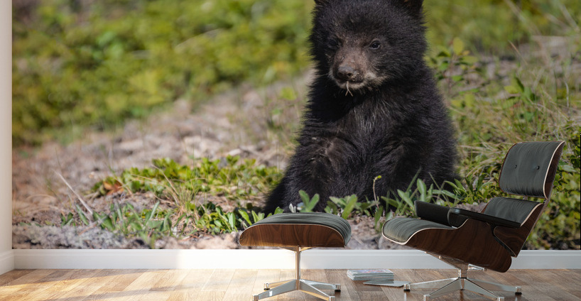 Black Bear Cub Wall Murals