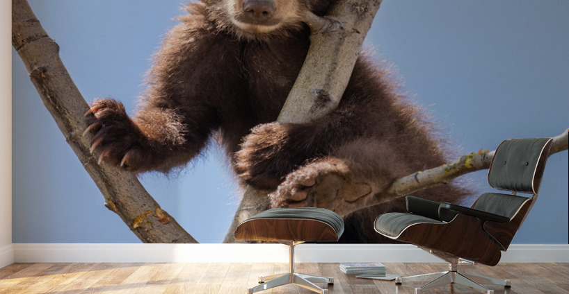 Black Bear Cub Wall Murals