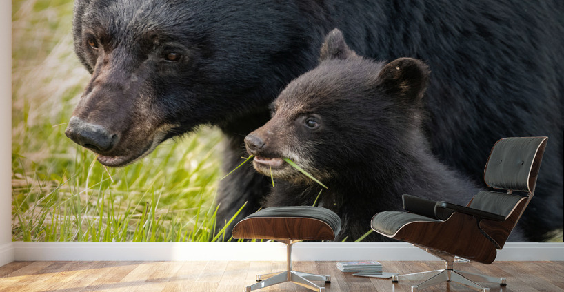 Black Bear Sow with Cub Wall Murals