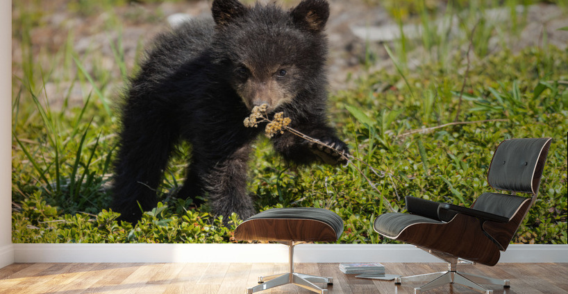 Black Bear Cub Wall Murals