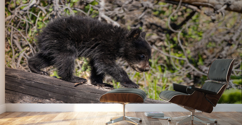 Black Bear Cub Wall Murals