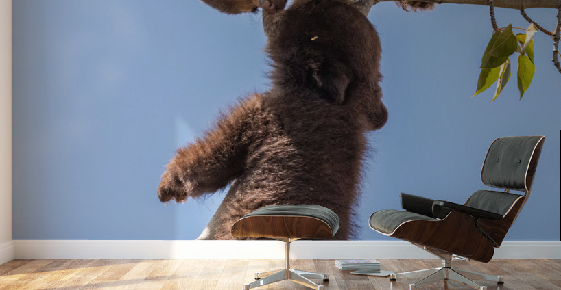 Black Bear Cubs Wall Murals