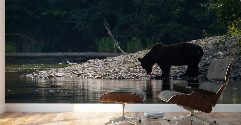 Grizzly Sow Wall Murals