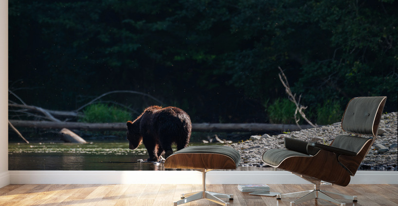 Grizzly Sow Wall Murals