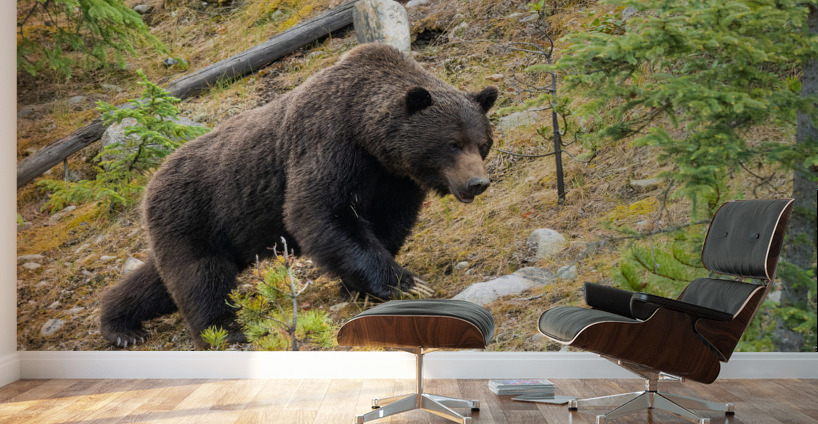 Grizzly Boar Wall Murals