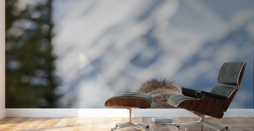 Grizzly Boar Wall Murals