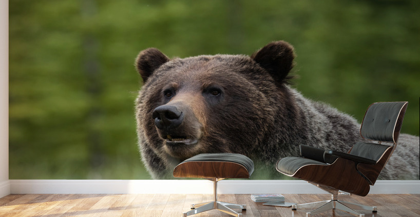 Grizzly Boar Wall Murals