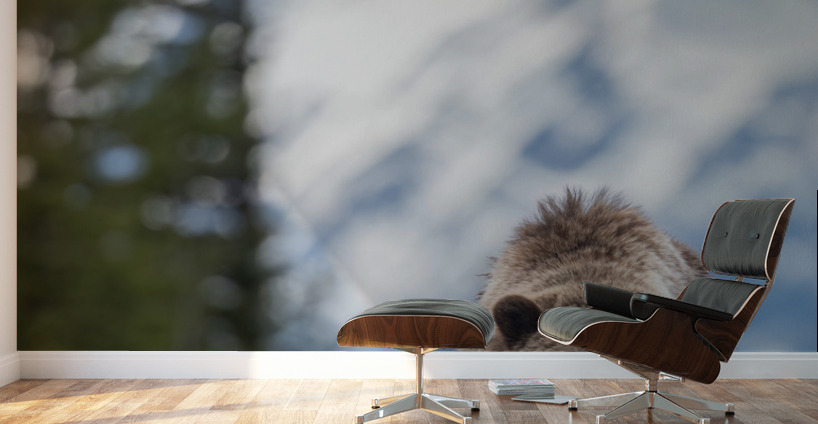 Grizzly Boar Wall Murals