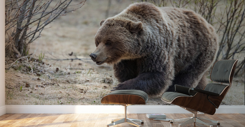 Grizzly Boar Wall Murals