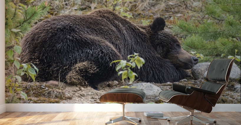 Grizzly Boar Wall Murals