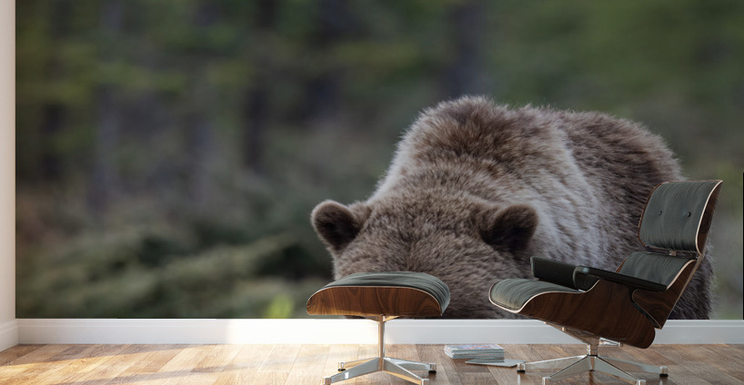 Grizzly Boar Wall Murals