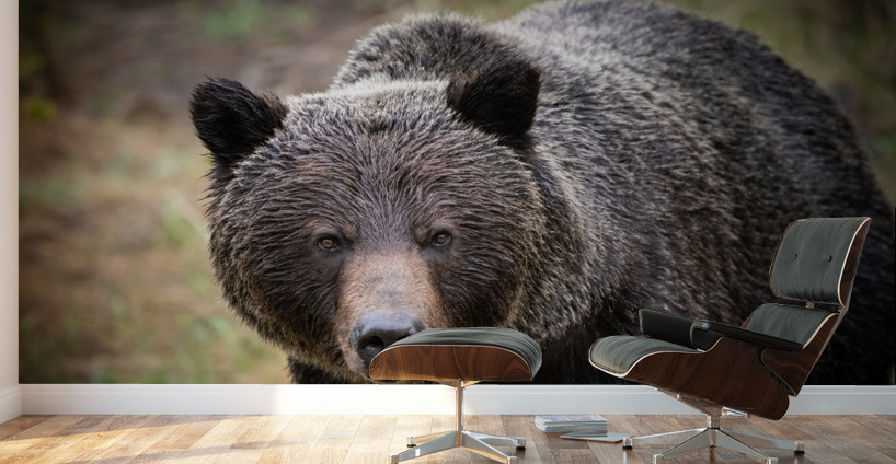 Grizzly Boar Wall Murals