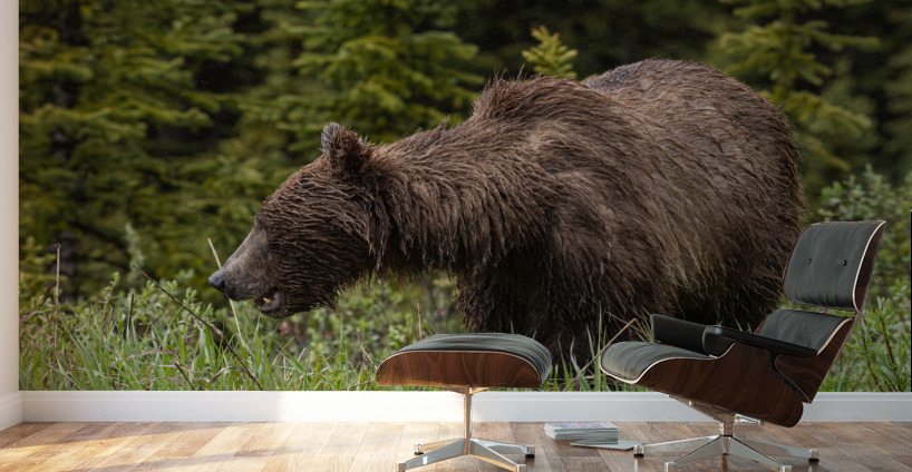 Grizzly Sow Wall Murals