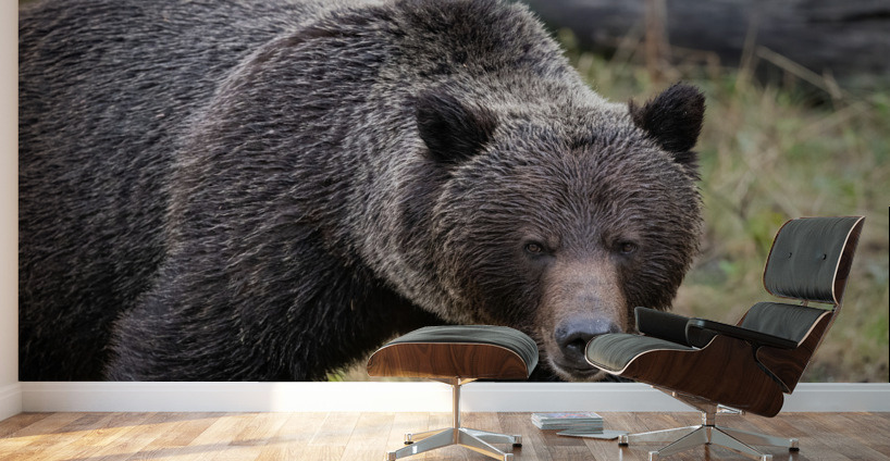 Grizzly Boar Wall Murals