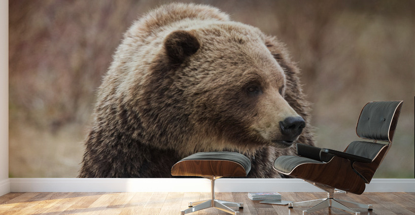 Grizzly Boar Wall Murals