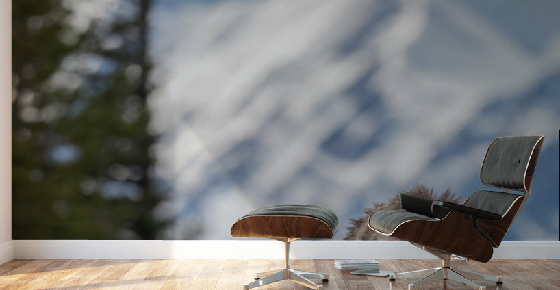 Grizzly Boar Wall Murals