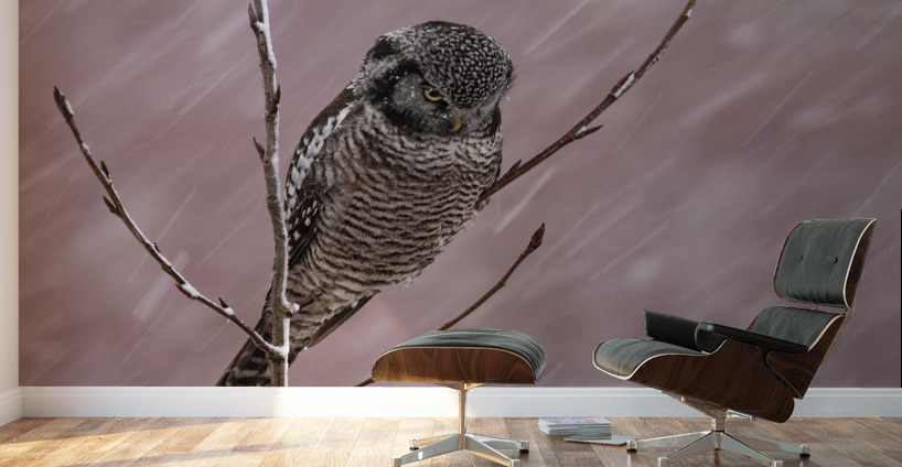Northern Hawk Owl Wall Murals