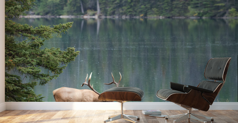 Bull Elk Wall Murals
