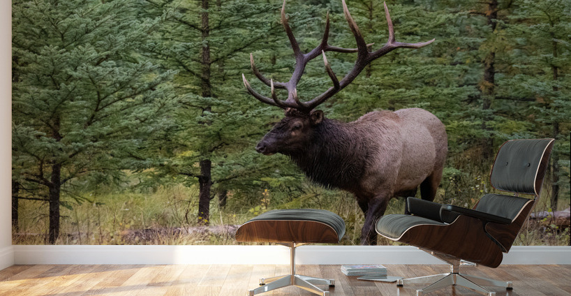 Bull Elk Wall Murals