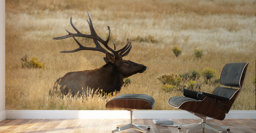 Bull Elk Wall Murals