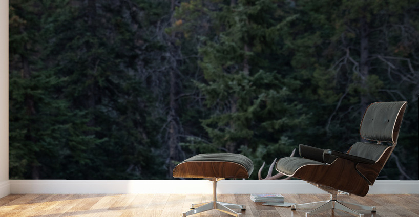 Bull Elk Wall Murals